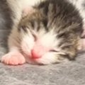 シーツ交換中に釣れてしまった赤ちゃん猫→ママ猫のもとへ戻していると…