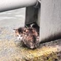 川沿いで必死に鳴いていた『小さな子猫』…保護されてからの『40日間の…
