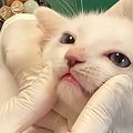 人に慣れすぎている子猫→『動物病院』に連れて行くと…思わず頰がゆる…