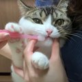 歯磨きが苦手な猫さん！がんばったけど…