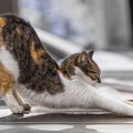 猫も恥ずかしい！？猫が「おなら」をしたときのごまかし方や、よくす…