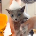 ネコをお風呂に入れて泡だらけに→嫌がるかと思ったら…意外すぎる『ま…