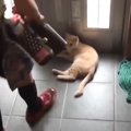 外に出たい猫を『巧妙にかわす小学生の息子』→８年後になると……「歴史…
