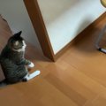 新しい匂いに警戒中！猫ちゃんがビックリする瞬間