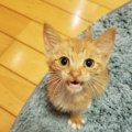 「よそ見しにゃいで！」猫が怒る飼い主の行動４つ