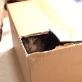 まさかそこにいるなんて！？猫ちゃんがびっくりした瞬間