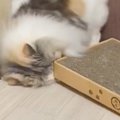 『だれか使い方を教えてあげて』→爪とぎを使う猫を見てみたら…まさかの光…