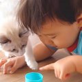 生まれた時から『猫まみれで育った赤ちゃん』が実家の子猫と…信じられない…