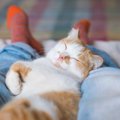 『ひとり暮らし』で猫を飼うときの注意点4つ　迎える前に必ず心得ておくべ…