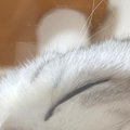 キャットタワーの透明ボウルで『気持ちよさそうに眠る猫』→下から覗いてみ…