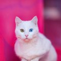 猫好きなら知っている？あまりお目にかかれない『希少な猫種』5選　特…