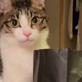 『深夜の1時に袋で遊ぶ猫』に話しかけてみた結果…不思議な行動に6万20…