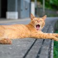 駅猫Georgeは、9万人以上のフォロワーをもつ人気者♡関連グッズの販売も大…