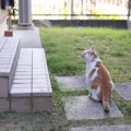 猫にも『帰巣本能』があるとされる3つの説　どんな能力があるの？実際の事…