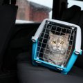 猫と『災害時に避難する』ときの3つのポイント　同伴避難と同行避難の違い…