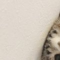 家の中に『クモ』が現れた結果、猫が……ぴえん顔で『真剣に見つめる様…
