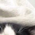 知人が子猫たちに会いに来た日→初対面からわずか5分後の『信じられない光…