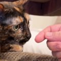 長期出張から戻ったパパ→愛猫にそっと指を近づけてみたら…思わず笑ってし…