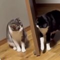 『ニヤけてしまうｗ』猫2匹がドア越しに『ケンカ』を始めた結果…あま…