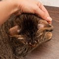 愛猫の毛の一部が薄くなっていたら？考えられる原因4つ