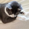 クッションでくつろいでいた白猫→同居猫もくつろぎに来た結果…笑撃の展開…