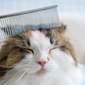 猫の健康を脅かす『危険なお手入れの方法』5選　逆効果になる理由から正し…