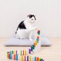 ドミノを見つめる猫たち→『最後の仕掛け』に到達したら…まさかのラス…