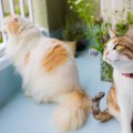 猫の脱走防止におすすめのラティス5選！玄関やベランダに設置しよう