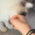 飼い主を『別の場所へと連れていきたい猫』→甘噛みすると…驚きの行動が182…