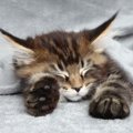 子猫の睡眠時間はどれぐらい？寝ない時の対処法や成長に必要な事まで