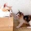 温厚な先住猫の尻尾に子猫が『いたずら』をしていたら…『予想外の展開』に…