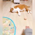 くつろいでいた猫に『ボール』を転がしてみると……『まさかの反応』に笑う…