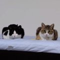 ニャンズの珍しい瞬間！しかし猫あるある発動で…