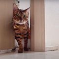 「出ていいの？」戸惑いながら出てくるかわいい猫さんたち♪