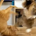 目が合えばケンカばかりしていた『2匹の元野良猫』が、現在…驚きの変…