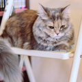 猫が言っていそうな『飼い主さんへの文句』7選　猫が不満を持っている…