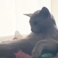 ソファでくつろぐ猫→カメラを向けてみたら…『予想外すぎる行動』が134万再…