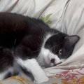 飼い主さんが布団を敷き終えると、猫が上に乗ってきて…突然の『豹変ぶ…