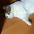 『計算して落ちてる？』家中のあらゆる場所で『寝転ぶ猫』が35万再生…