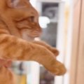 『賢い猫は壁に手をつける』→検証してみた結果…とんでもなく尊い『まさか…