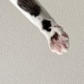 朝起きると、目の前で『猫』が…思わず笑ってしまう『まさかの光景』に…