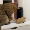 『お風呂に入れられた猫』が、ぬいぐるみに……八つ当たりするかのような行…