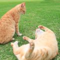 猫がケンカの最中に『お腹を見せる』理由とは　降参しているの？隠された…