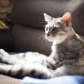 猫は留守番中に何をしているのか？よくやっている５つの行動