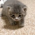 保護された赤ちゃん猫→よちよち歩きで近づいてくると…涙が出るほど『尊い…