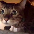 冷蔵庫の上から降りないベンガル猫ちゃん。飼い主ママが猫の声真似を…