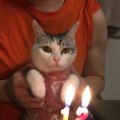 飼い主からの愛情に満たされている猫の性格や行動４つ