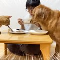 猫と大型犬に『飛騨牛』を与えてみた結果…まさかのトラブルが起こる展…