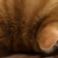 机に顔をぺたんとくっつけて寝ていた猫→飼い主がいることに気づくと……