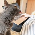 猫が迷惑と感じている『飼い主のバタバタ行動』５選！あなたは愛猫を…